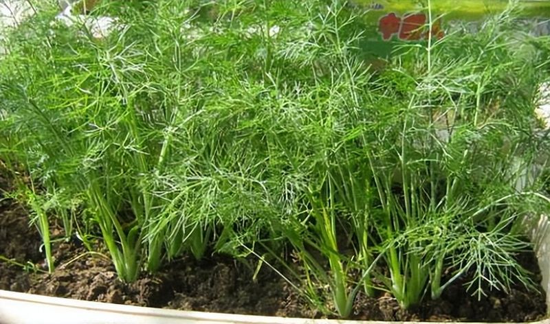 小茴香的种植技术