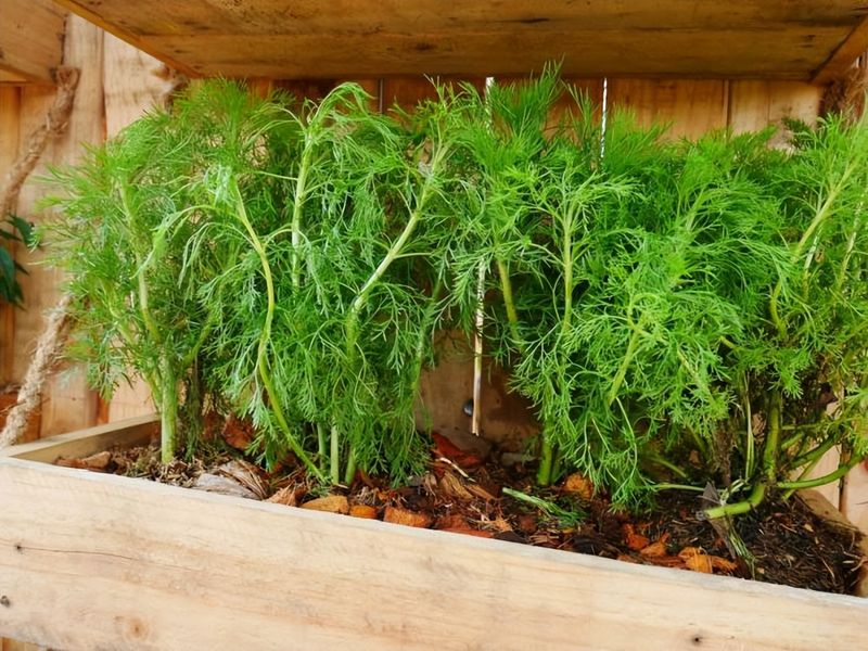 小茴香的种植技术