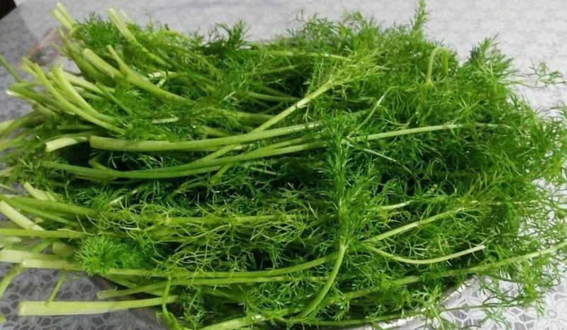 小茴香的种植技术