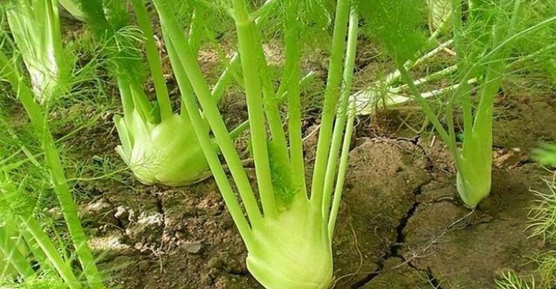 小茴香的种植技术
