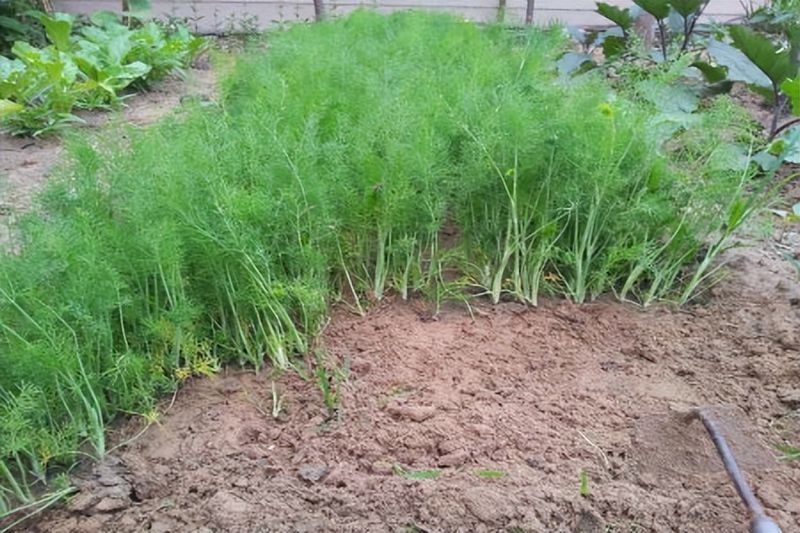 小茴香的种植技术