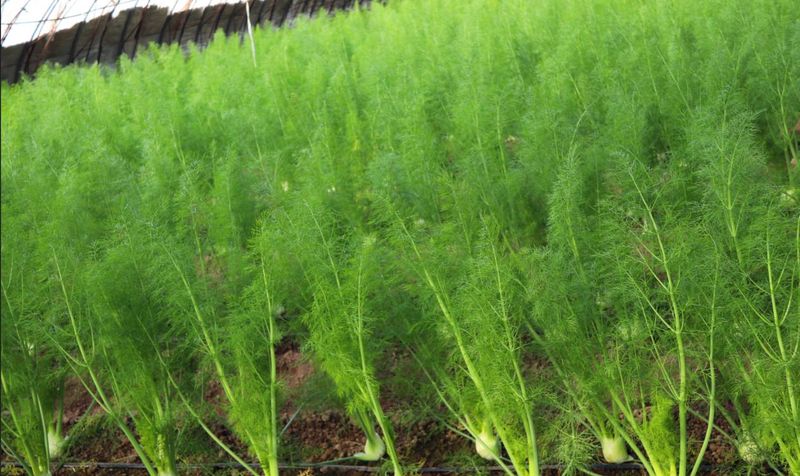 小茴香的种植技术