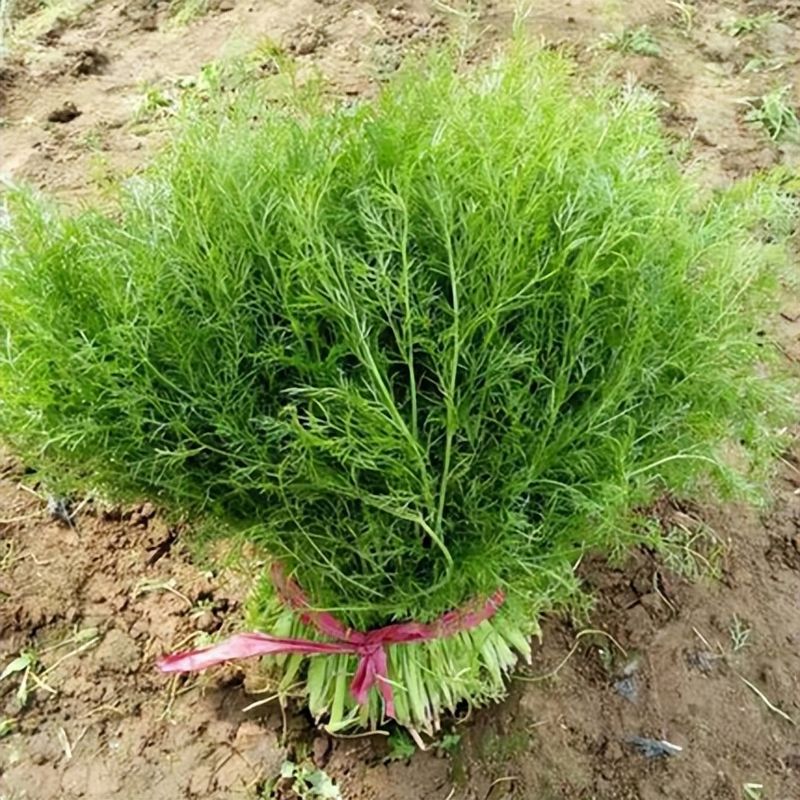小茴香的种植技术