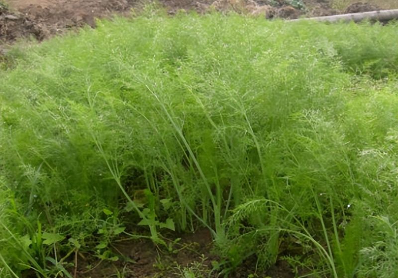 小茴香的种植技术