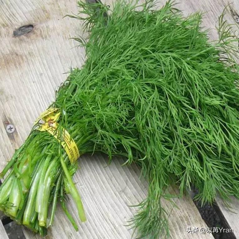 小茴香的种植技术