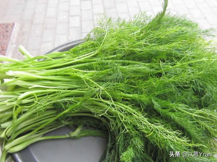 小茴香的种植技术