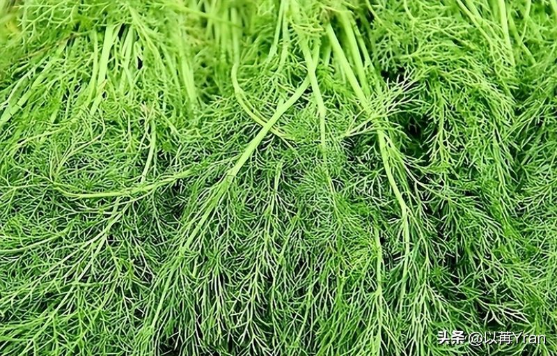 小茴香的种植技术