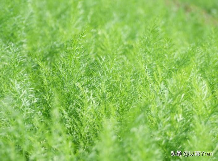小茴香的种植技术