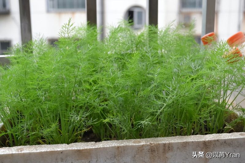 小茴香的种植技术