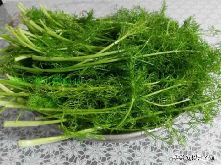 小茴香的种植技术