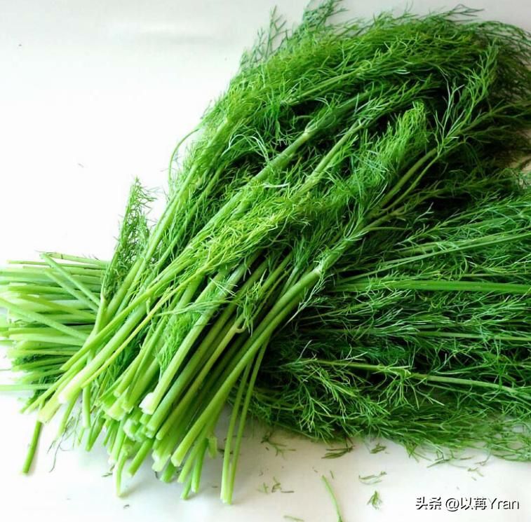 小茴香的种植技术