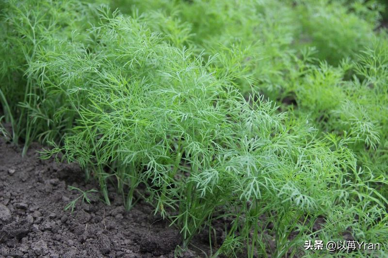 小茴香的种植技术