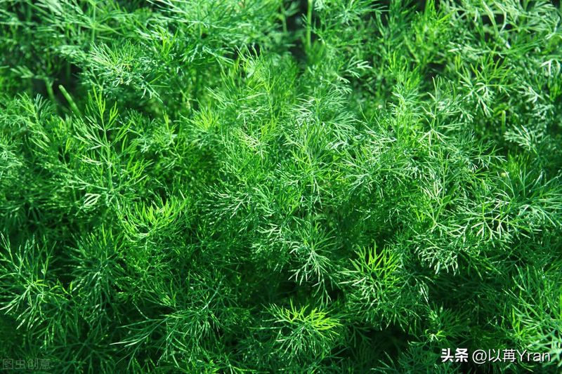 小茴香的种植技术