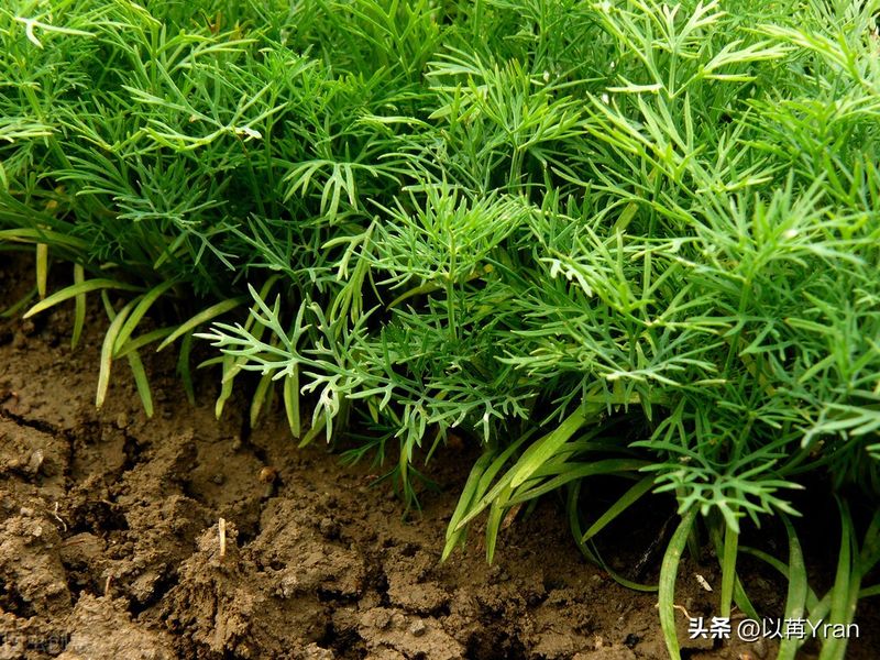 小茴香的种植技术