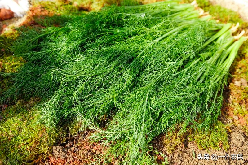 小茴香的种植技术