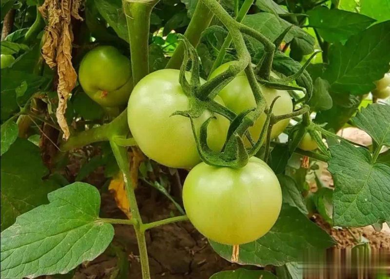 西红柿盆栽种植方法