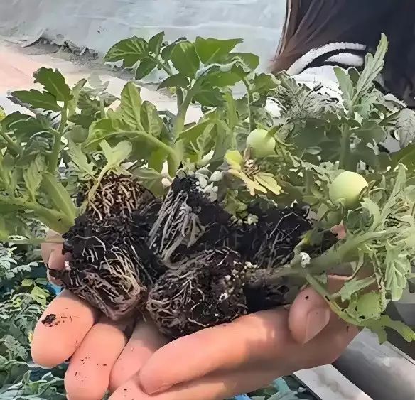 西红柿盆栽种植方法
