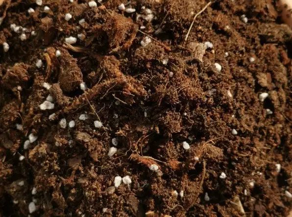 西红柿盆栽种植方法