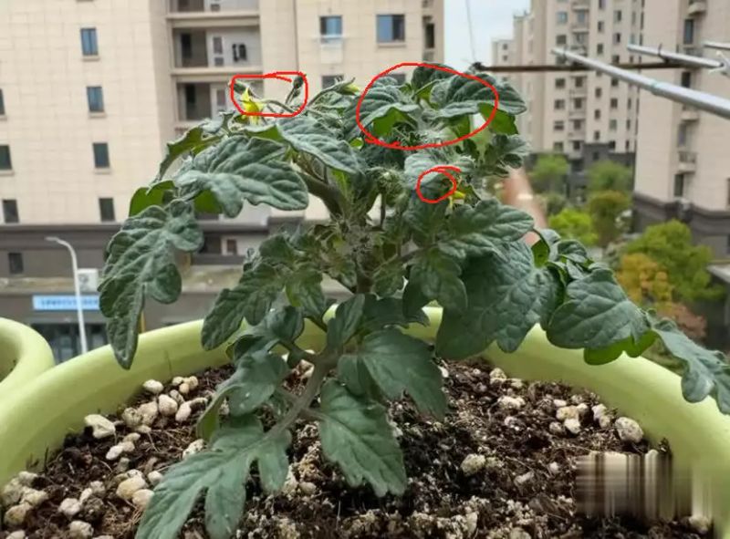 西红柿盆栽种植方法