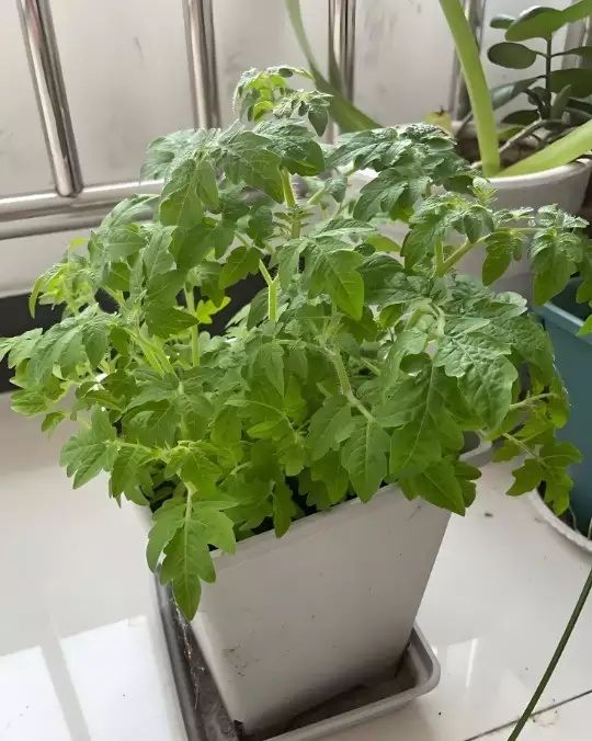 西红柿盆栽种植方法