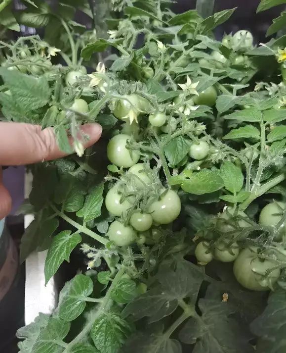 西红柿盆栽种植方法