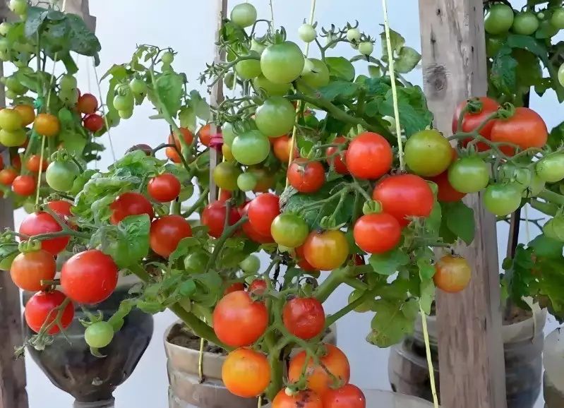 西红柿盆栽种植方法