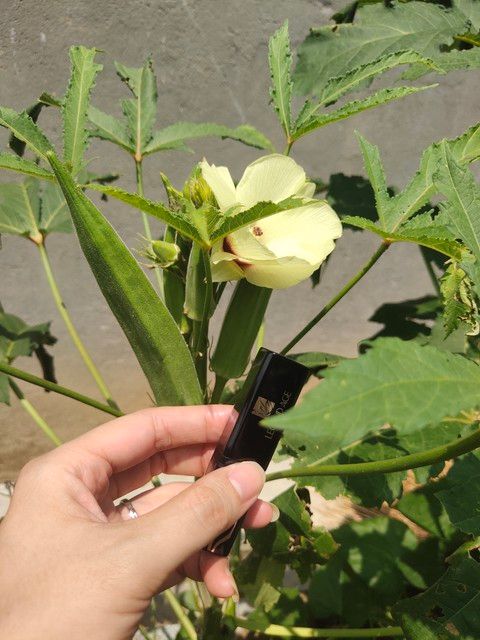 阳台黄秋葵的种植方法