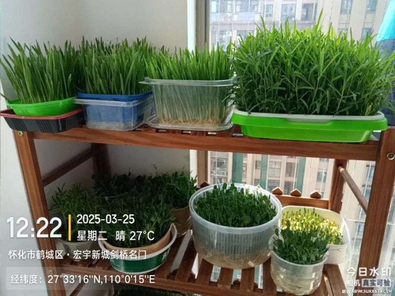 阳台黄秋葵的种植方法
