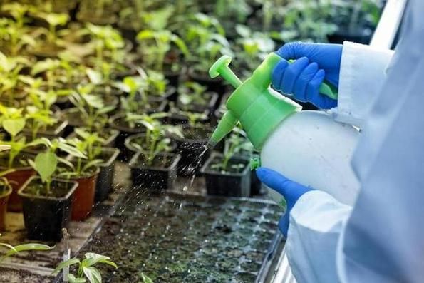 阳台黄秋葵的种植方法