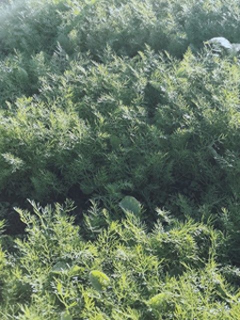 小茴香的种植技术
