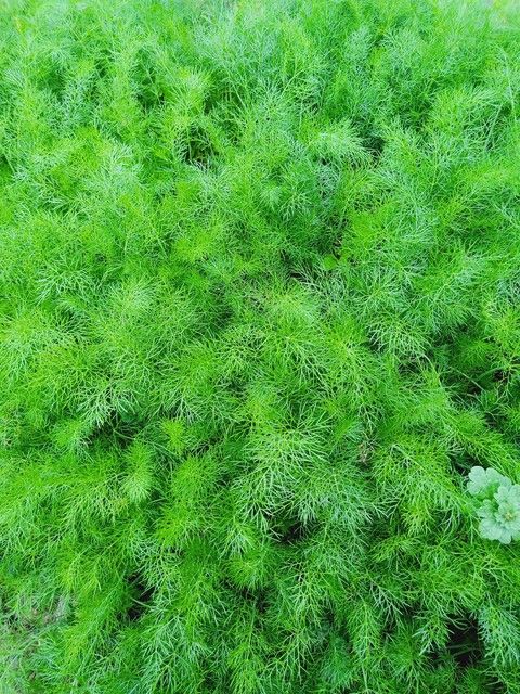 小茴香的种植技术