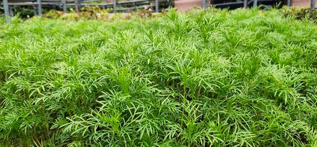 小茴香的种植技术