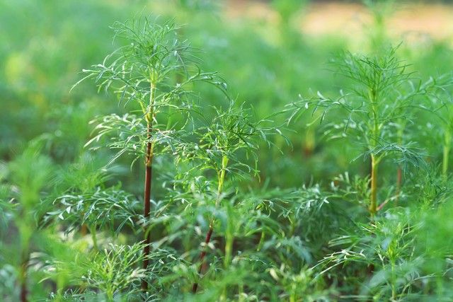 小茴香的种植技术