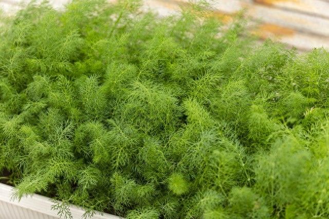 小茴香的种植技术