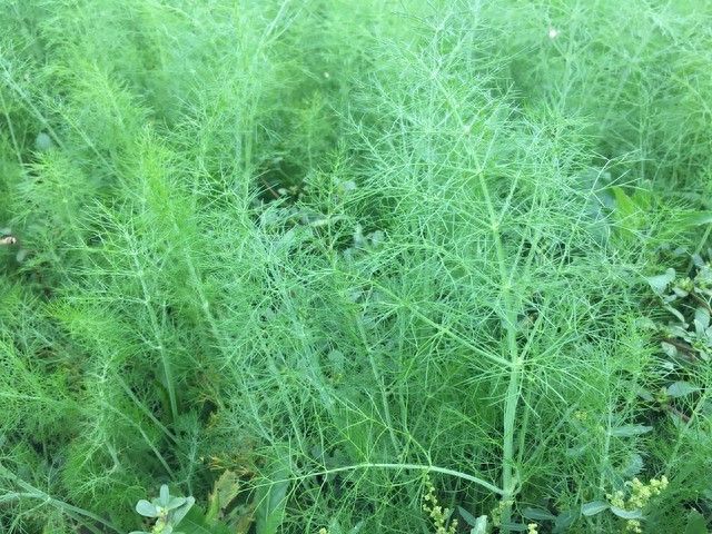 小茴香的种植技术