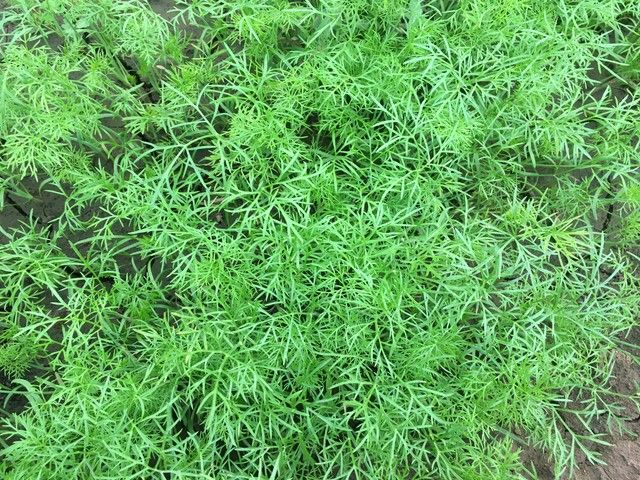小茴香的种植技术