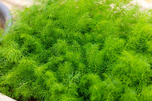 小茴香的种植技术