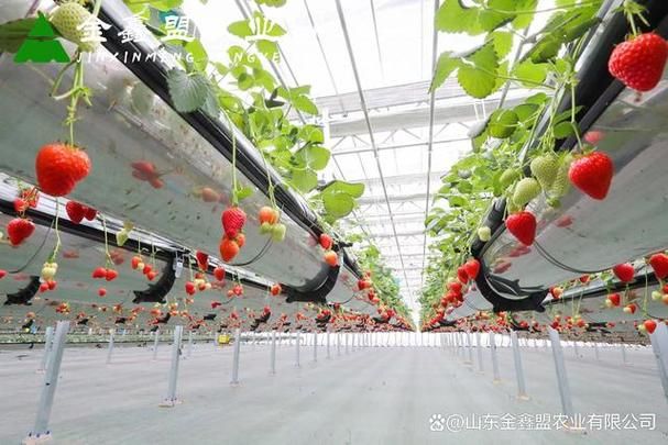 大棚草莓种植技术视频