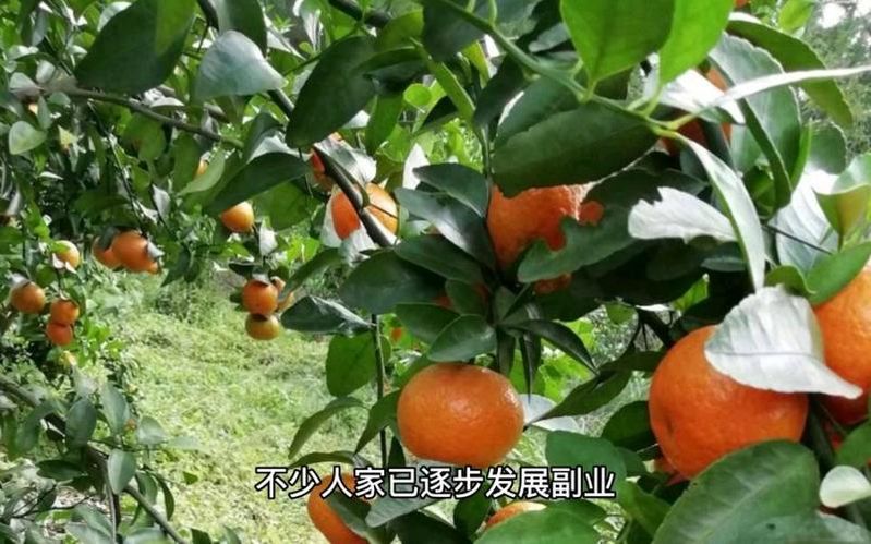贡柑种植技术视频教学