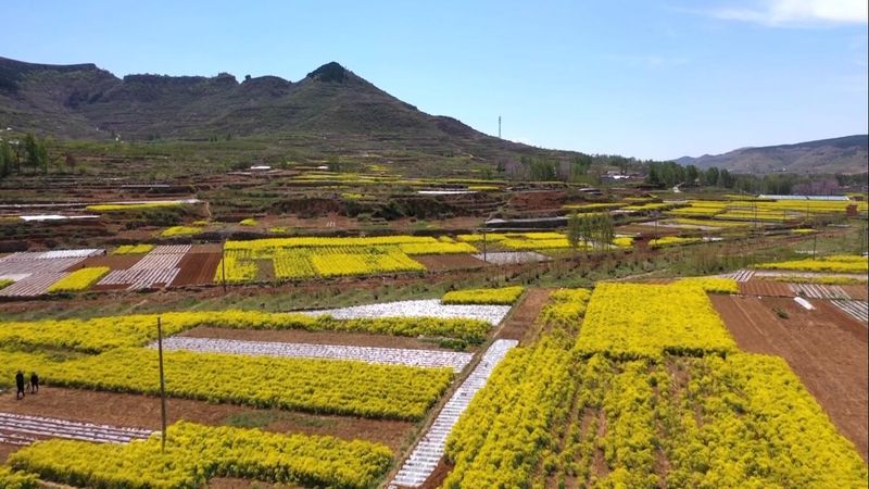 板蓝根种植技术