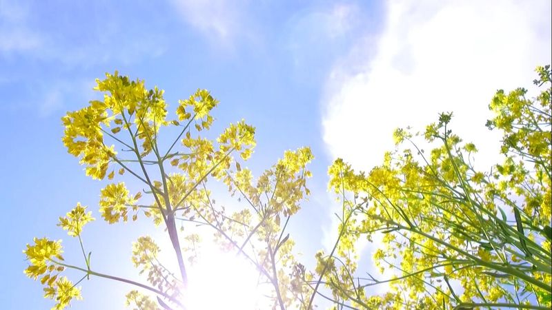 板蓝根种植技术