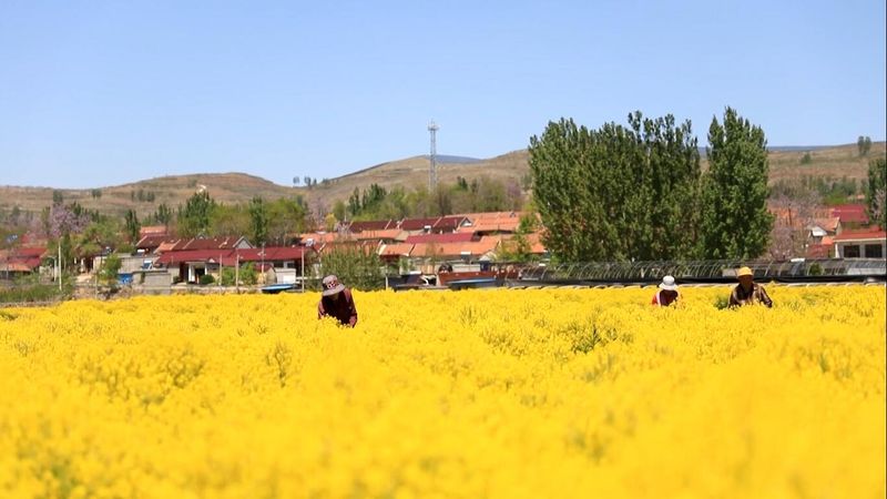 板蓝根种植技术
