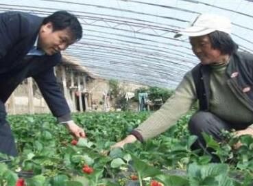 大棚草莓种植技术视频
