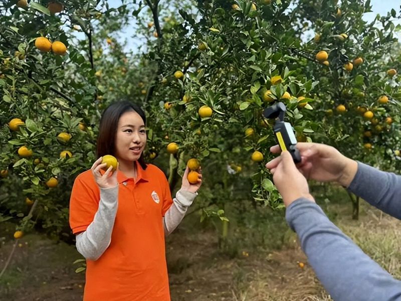贡柑种植技术视频教学