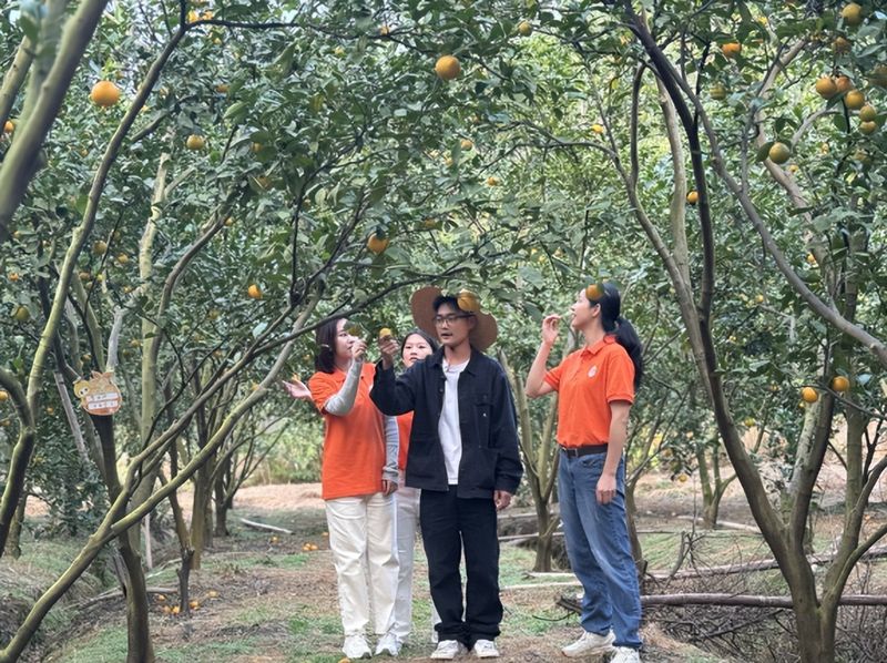 贡柑种植技术视频教学