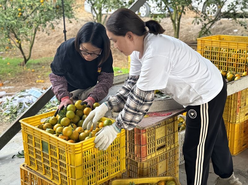 贡柑种植技术视频教学