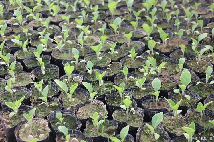 秋季西兰花种植技术