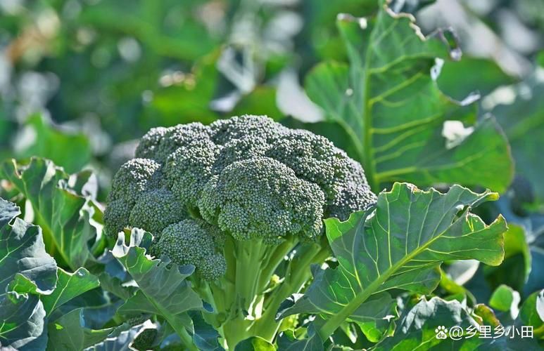 秋季西兰花种植技术