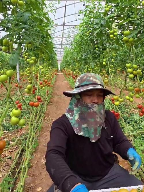 大棚可以种植什么水果