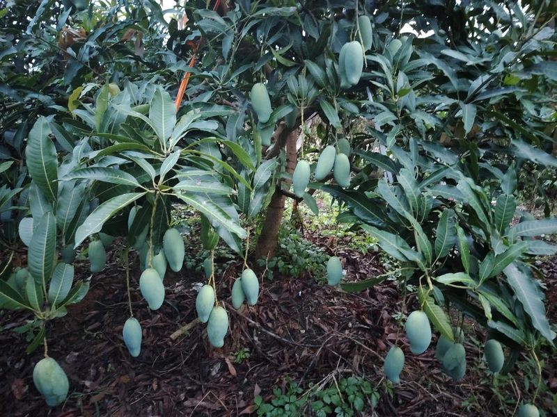 大棚可以种植什么水果